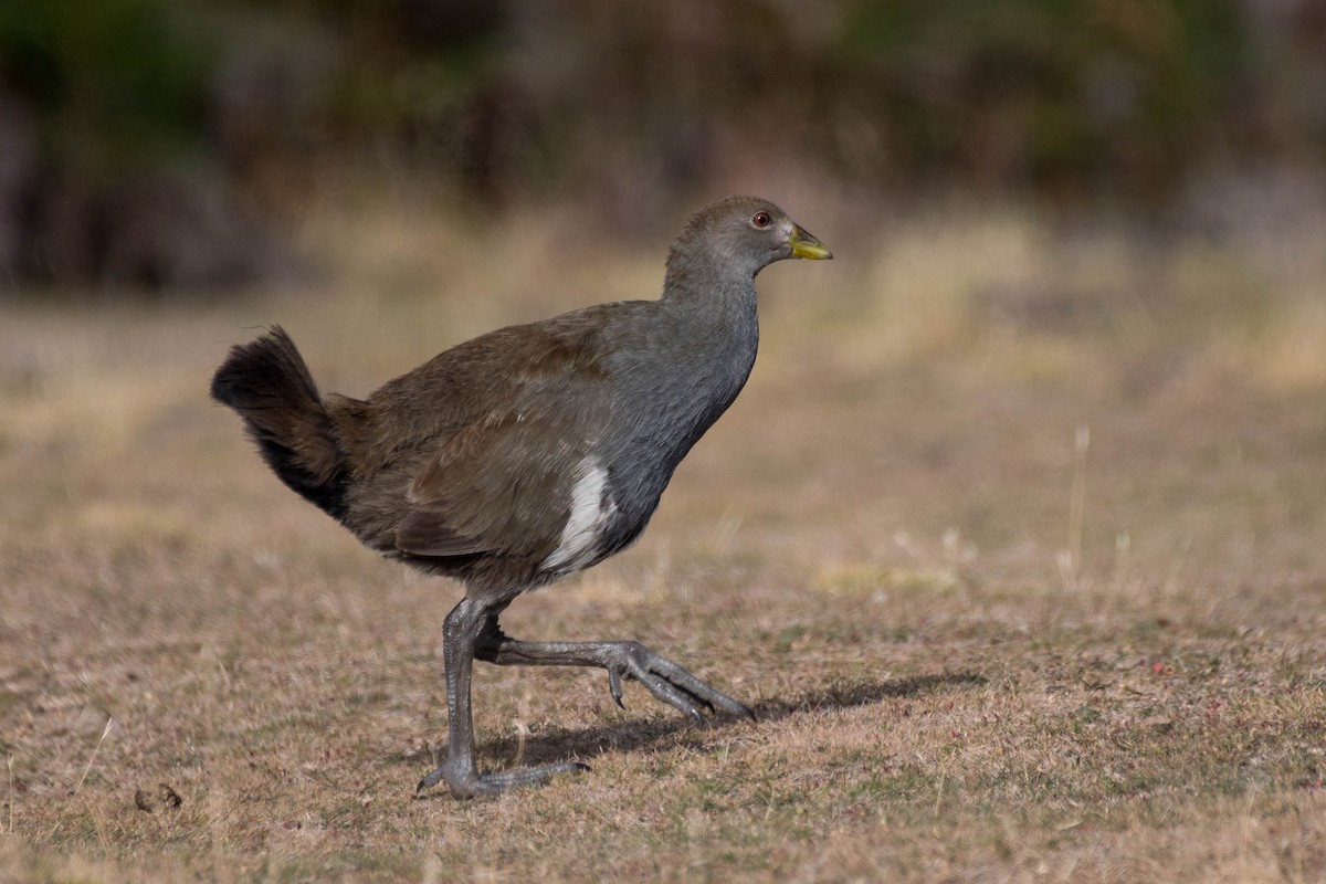 Tasmanian Nativehen - Terence Alexander