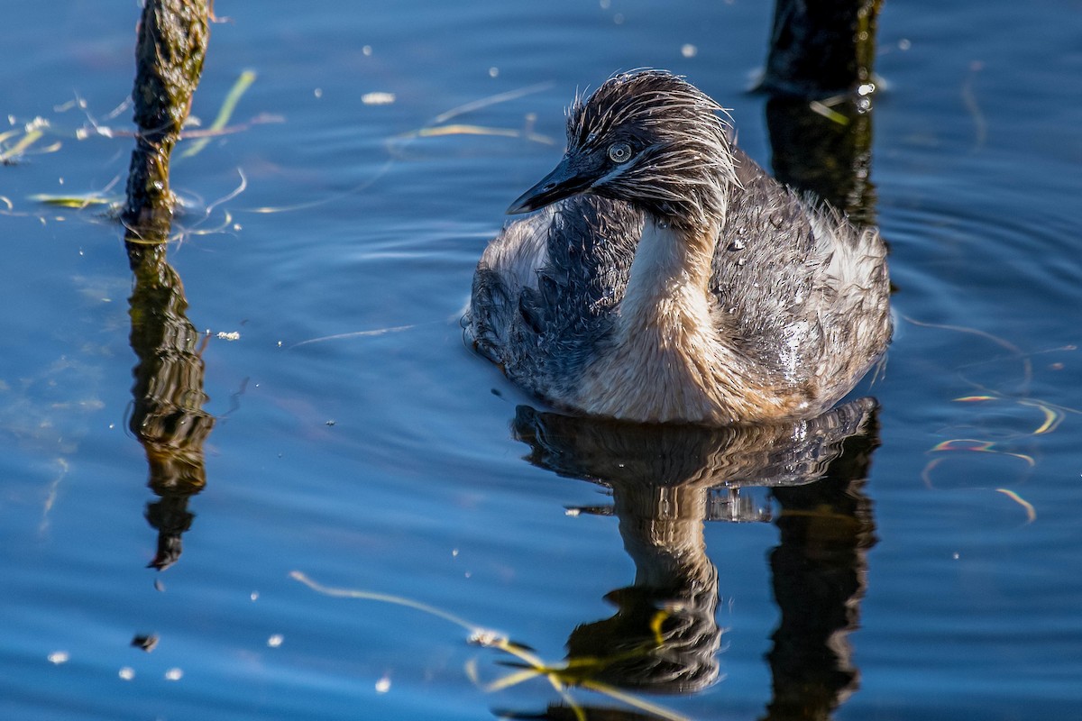 Hoary-headed Grebe - ML138448411