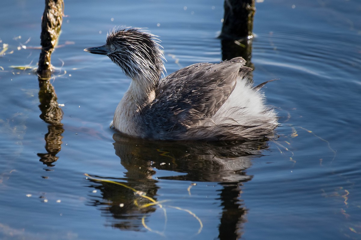 Hoary-headed Grebe - ML138448431