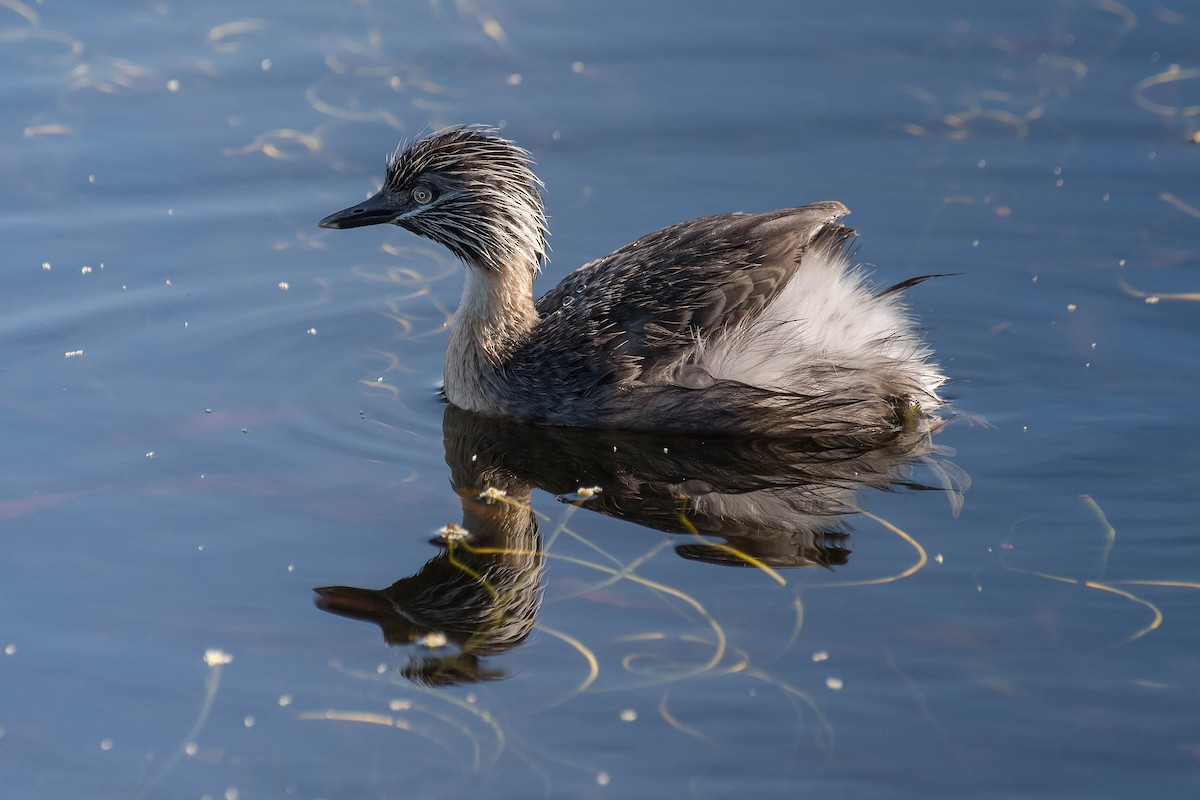 Hoary-headed Grebe - ML138448441