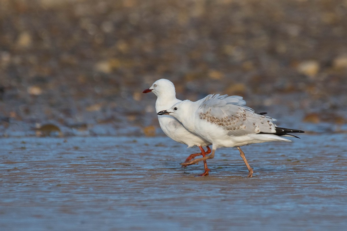 Silberkopfmöwe (novaehollandiae/forsteri) - ML138448701