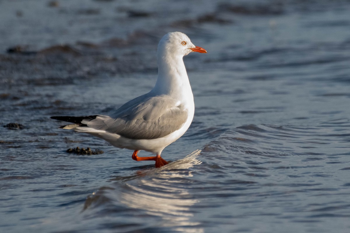 Silberkopfmöwe (novaehollandiae/forsteri) - ML138448711