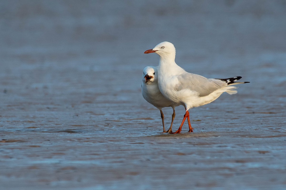 紐澳紅嘴鷗(novaehollandiae/forsteri) - ML138448721