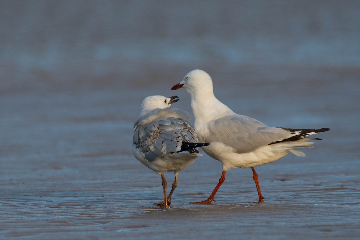 ギンカモメ（novaehollandiae／forsteri） - ML138448731