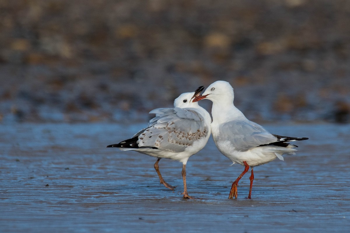 Австралийская чайка (novaehollandiae/forsteri) - ML138448751