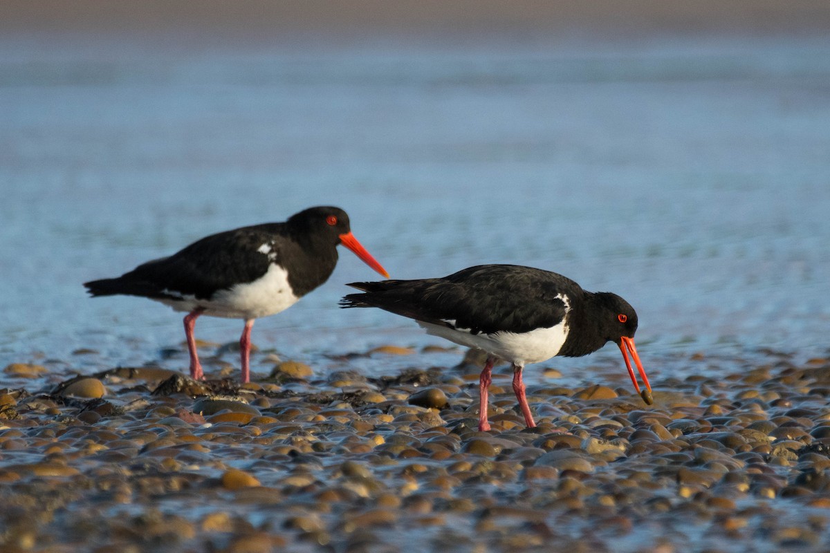 Pied Oystercatcher - ML138448811