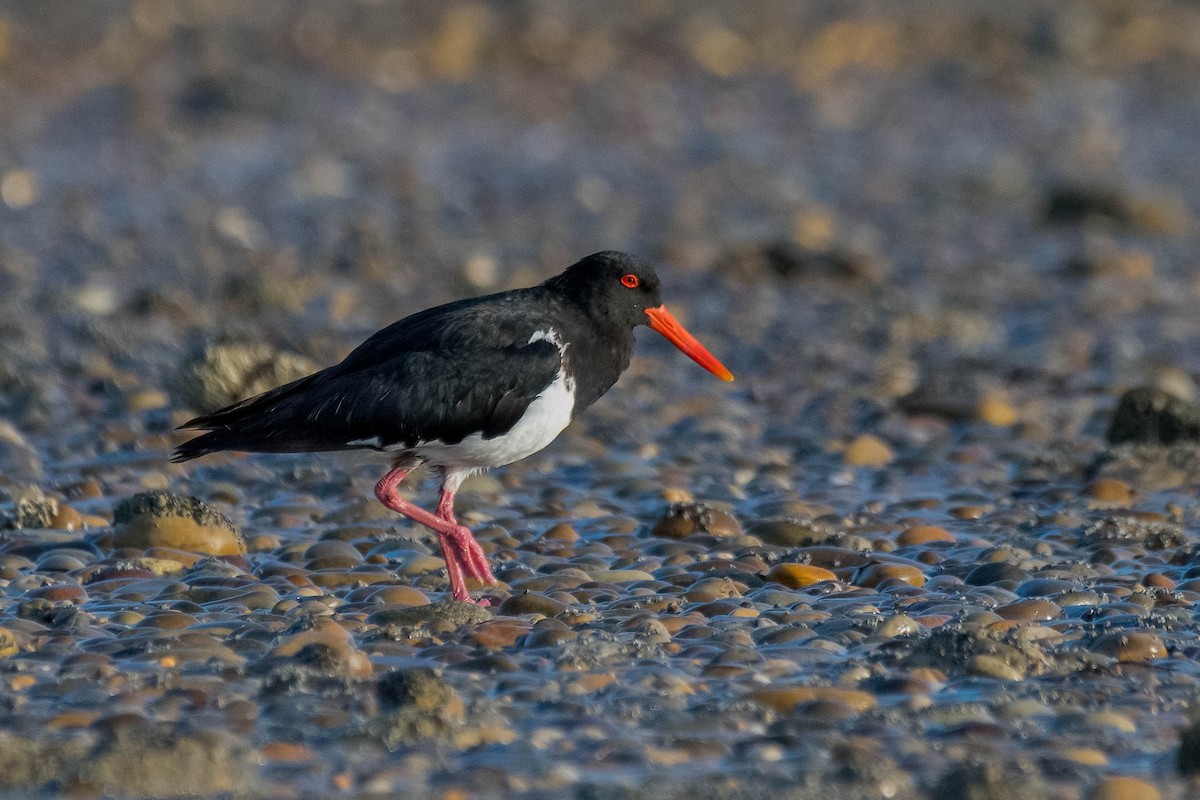 Pied Oystercatcher - ML138448821