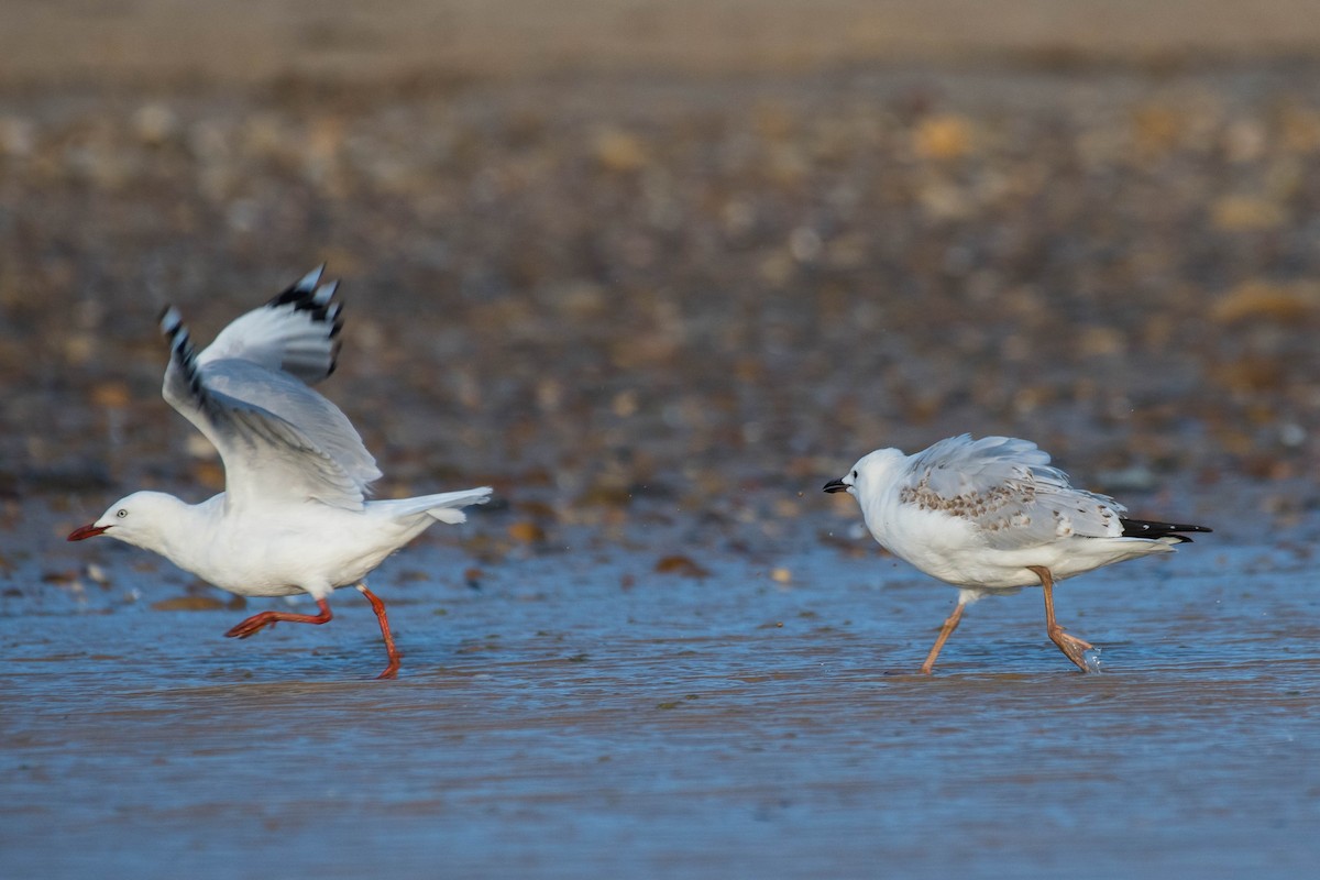 ギンカモメ（novaehollandiae／forsteri） - ML138448831