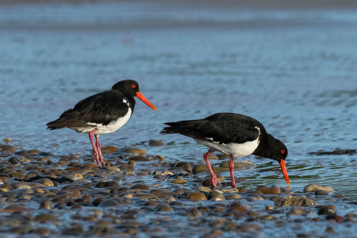 Pied Oystercatcher - ML138448851