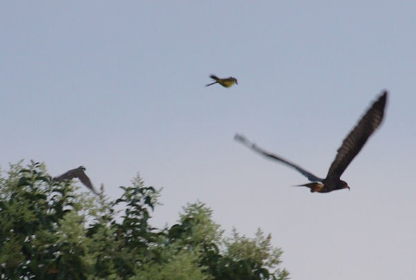 Snail Kite - ML138448911