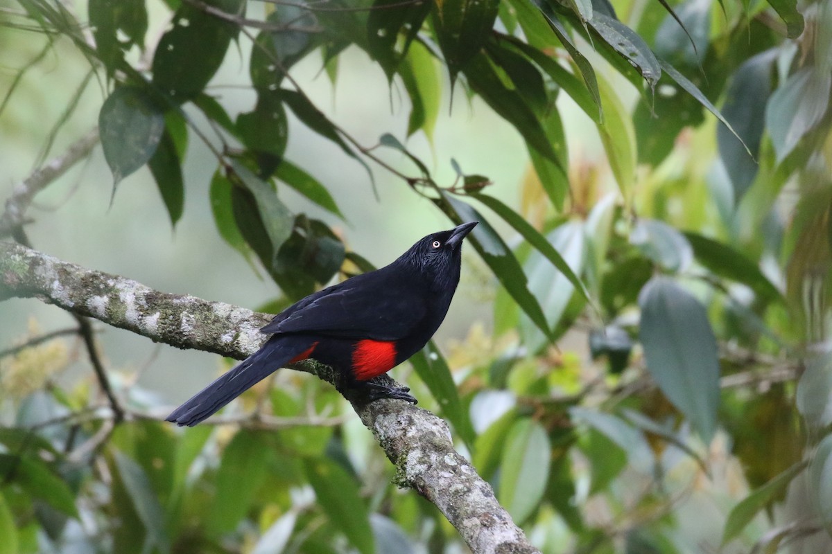 Red-bellied Grackle - Fabrice Schmitt