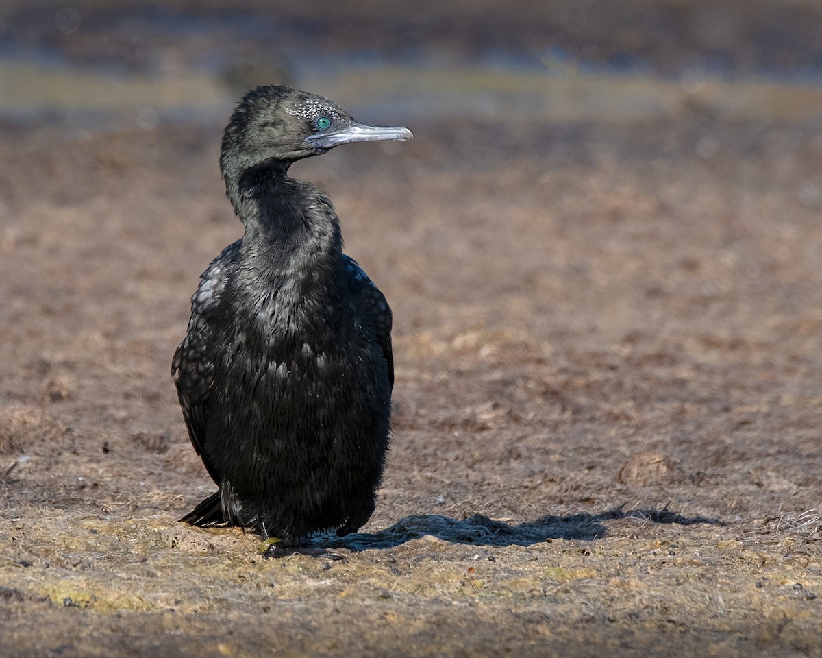 Little Black Cormorant - ML138449191