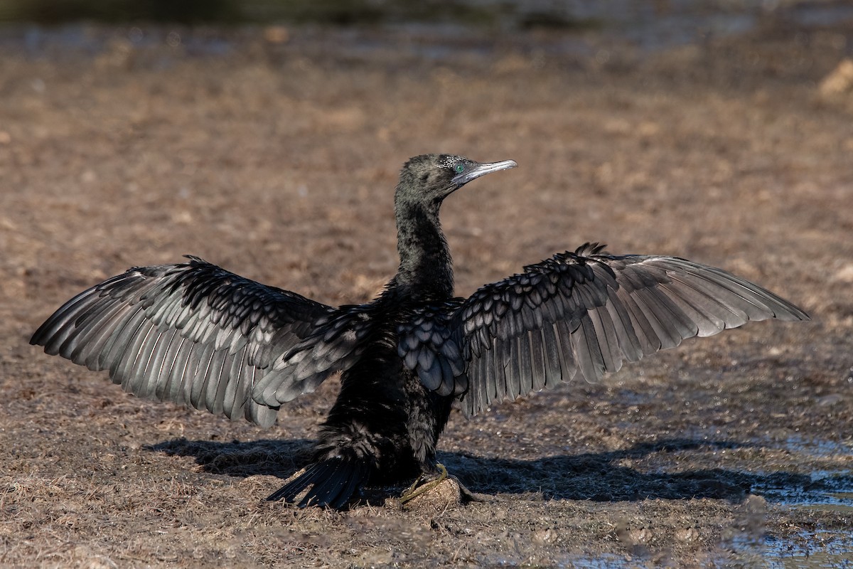 Little Black Cormorant - ML138449531