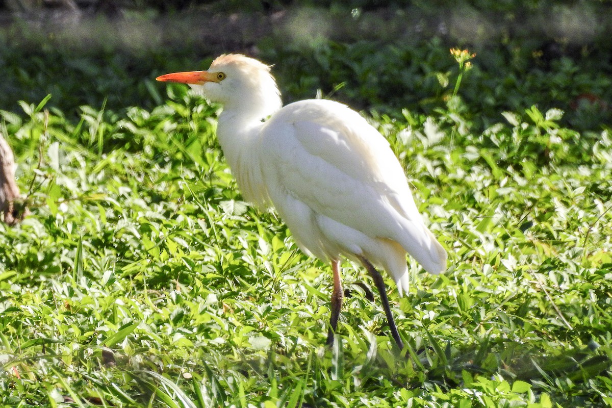 Чапля єгипетська (підвид ibis) - ML138449911