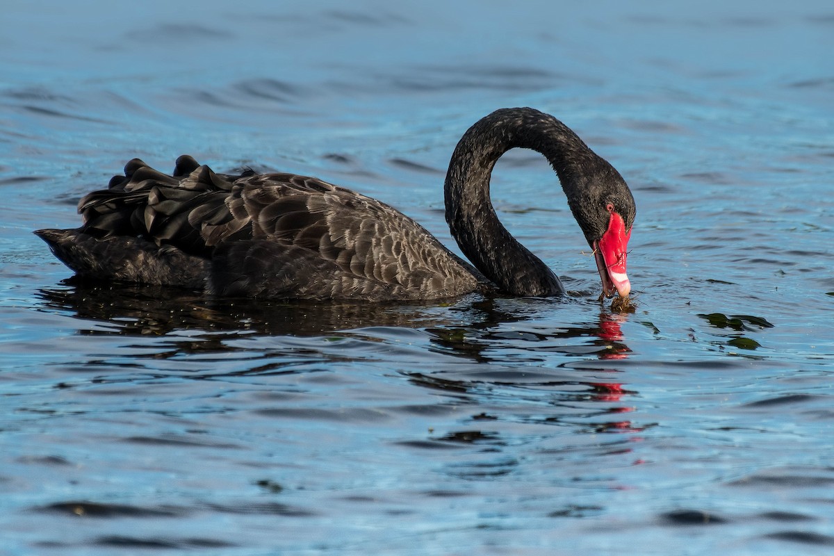 Cisne Negro - ML138450731