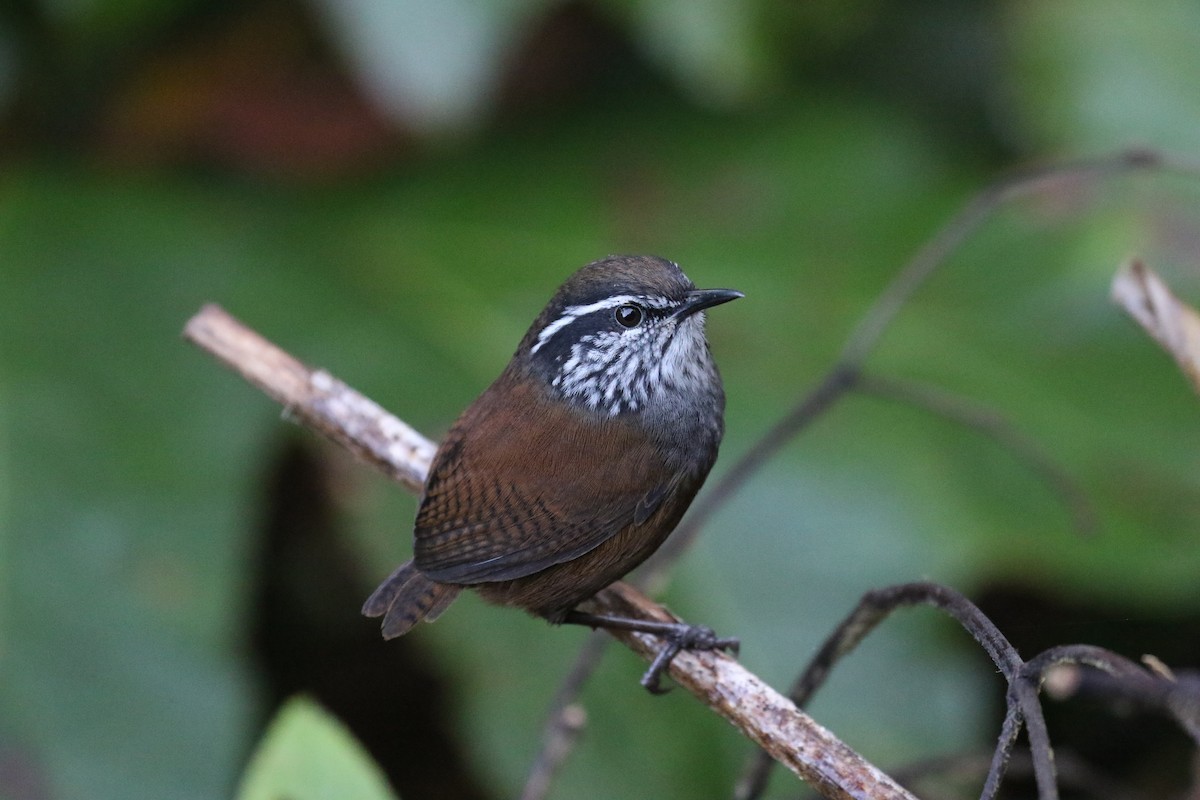 Munchique Wood-Wren - ML138450741