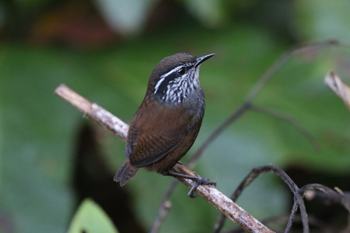 Munchique Wood-Wren - Fabrice Schmitt