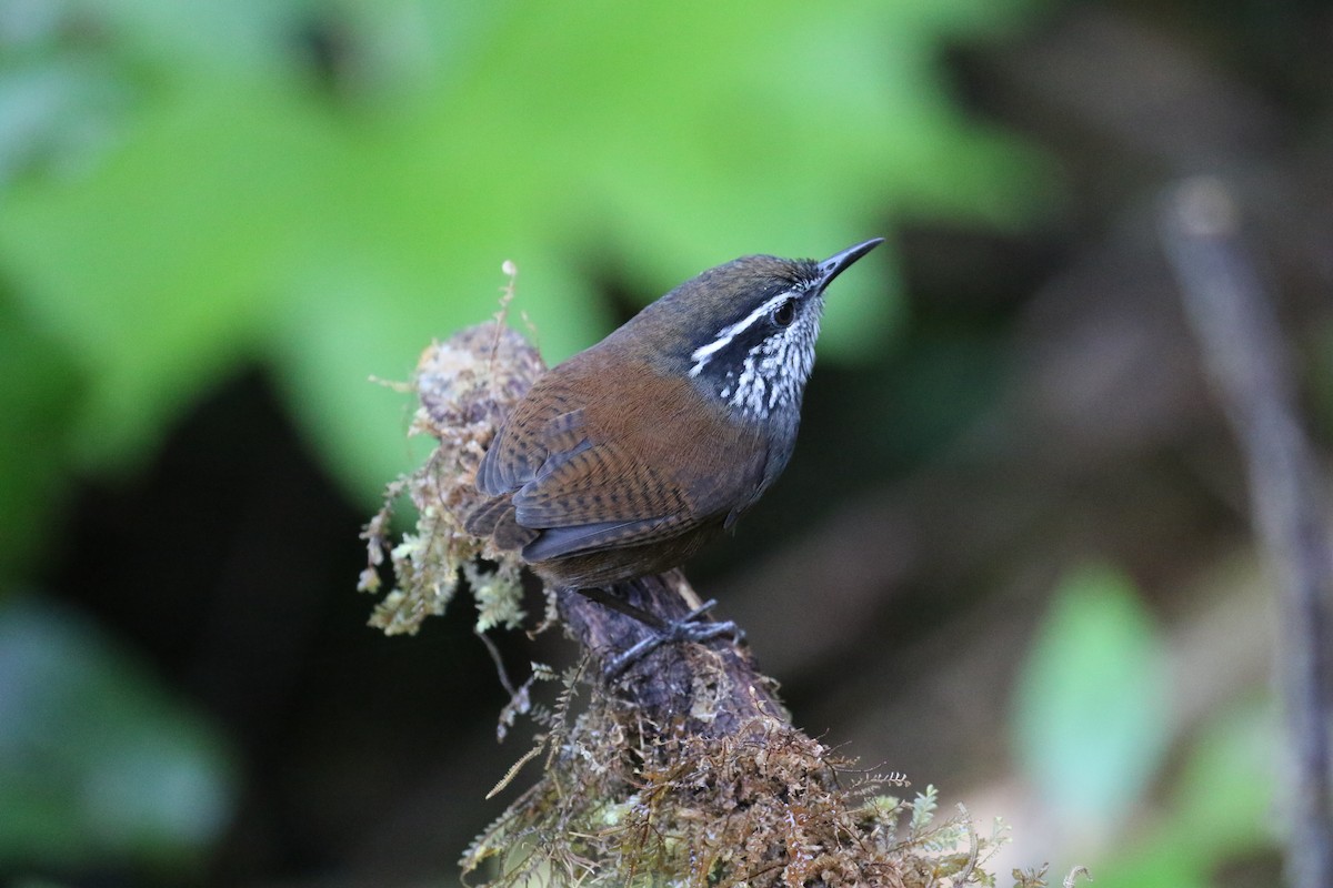 Munchique Wood-Wren - ML138450771