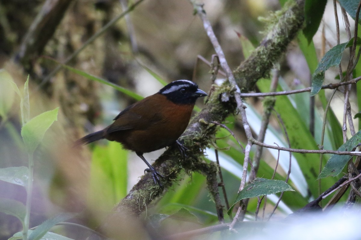 Tanager Finch - Fabrice Schmitt