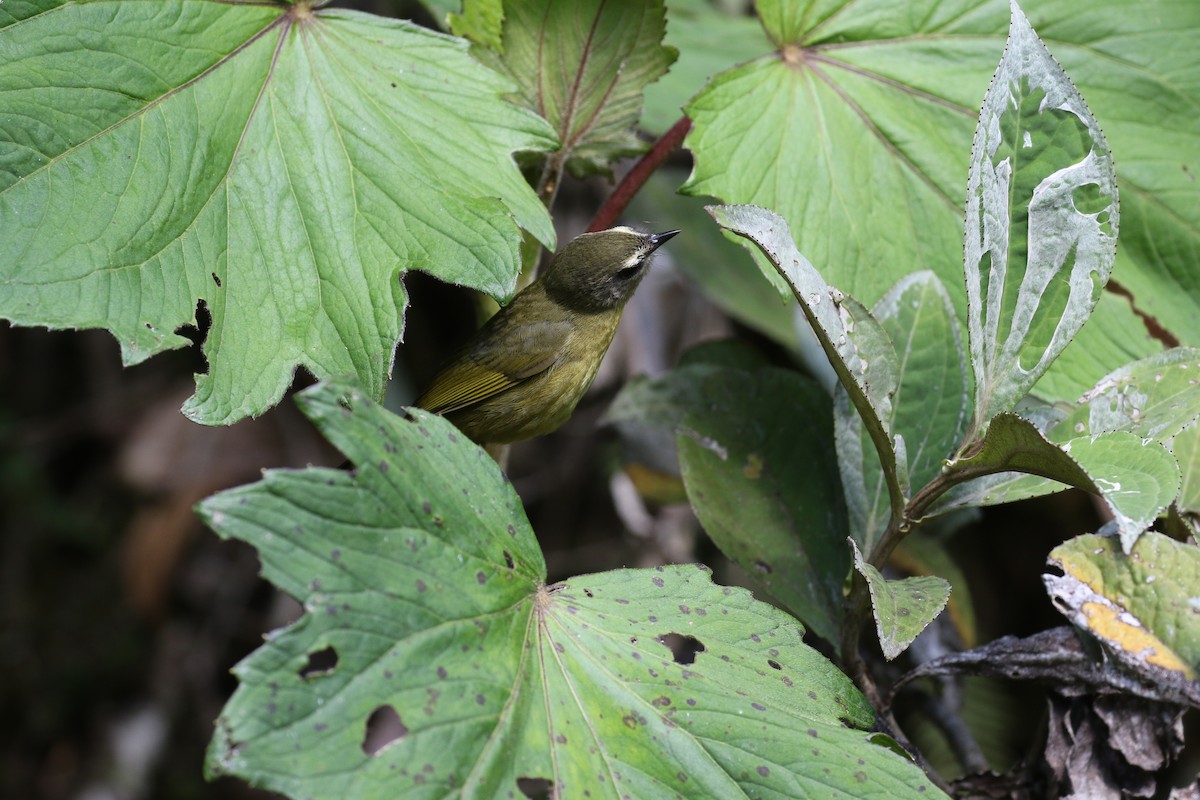 Citrine Warbler - ML138450921