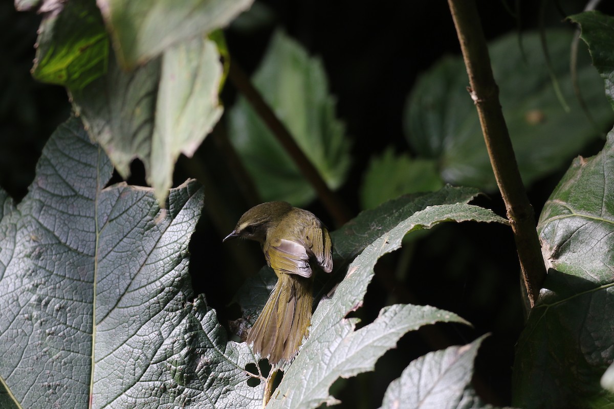 Citrine Warbler - ML138450931