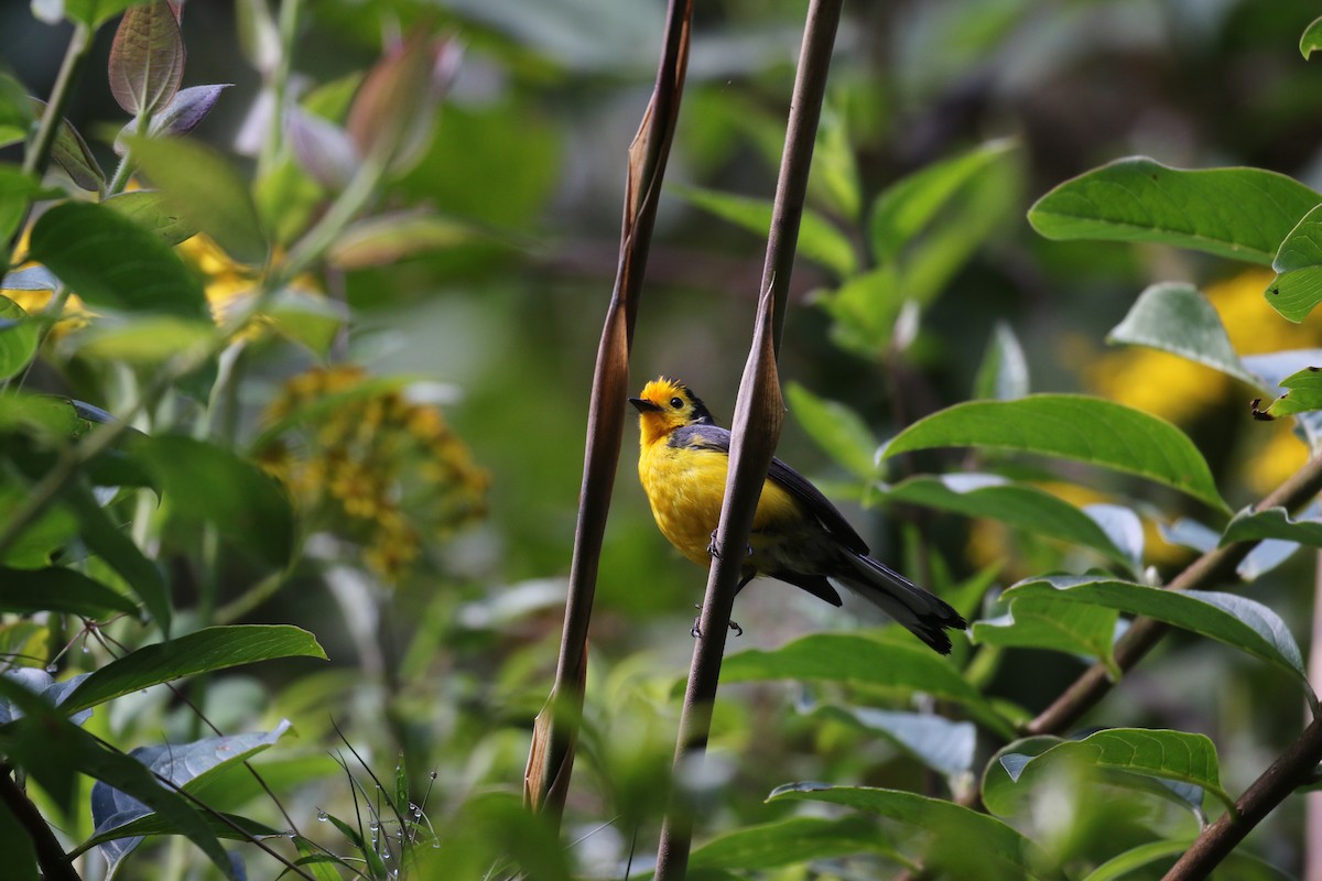 Golden-fronted Redstart - ML138450941