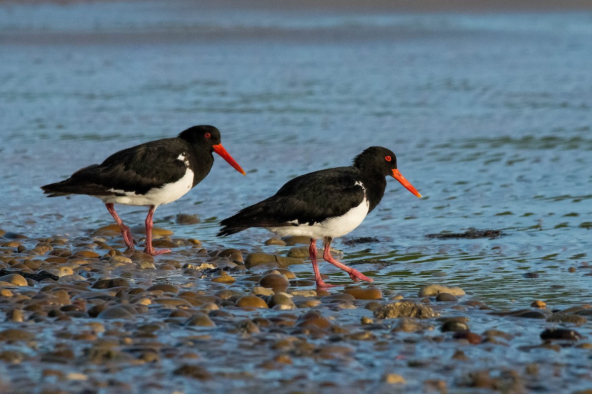 Pied Oystercatcher - ML138450971