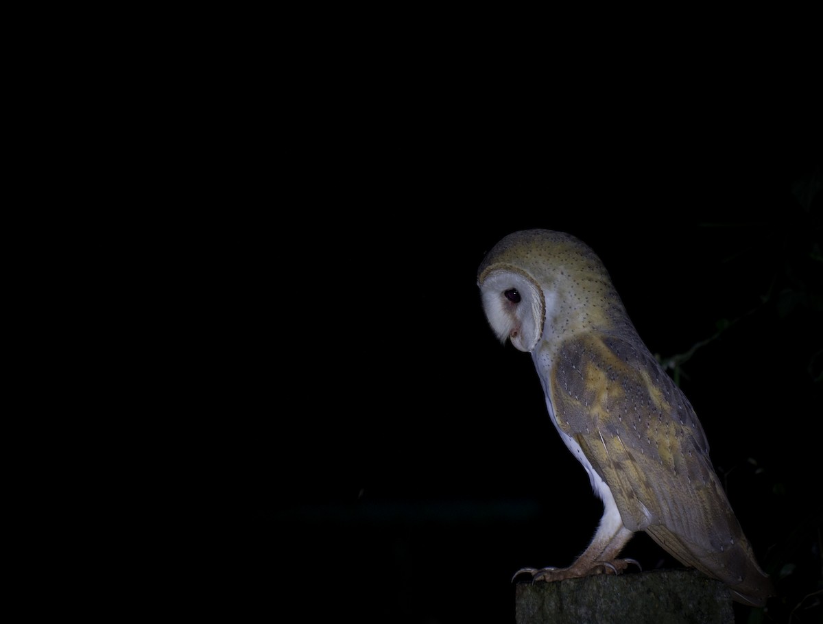 Barn Owl - Krishna Murthy