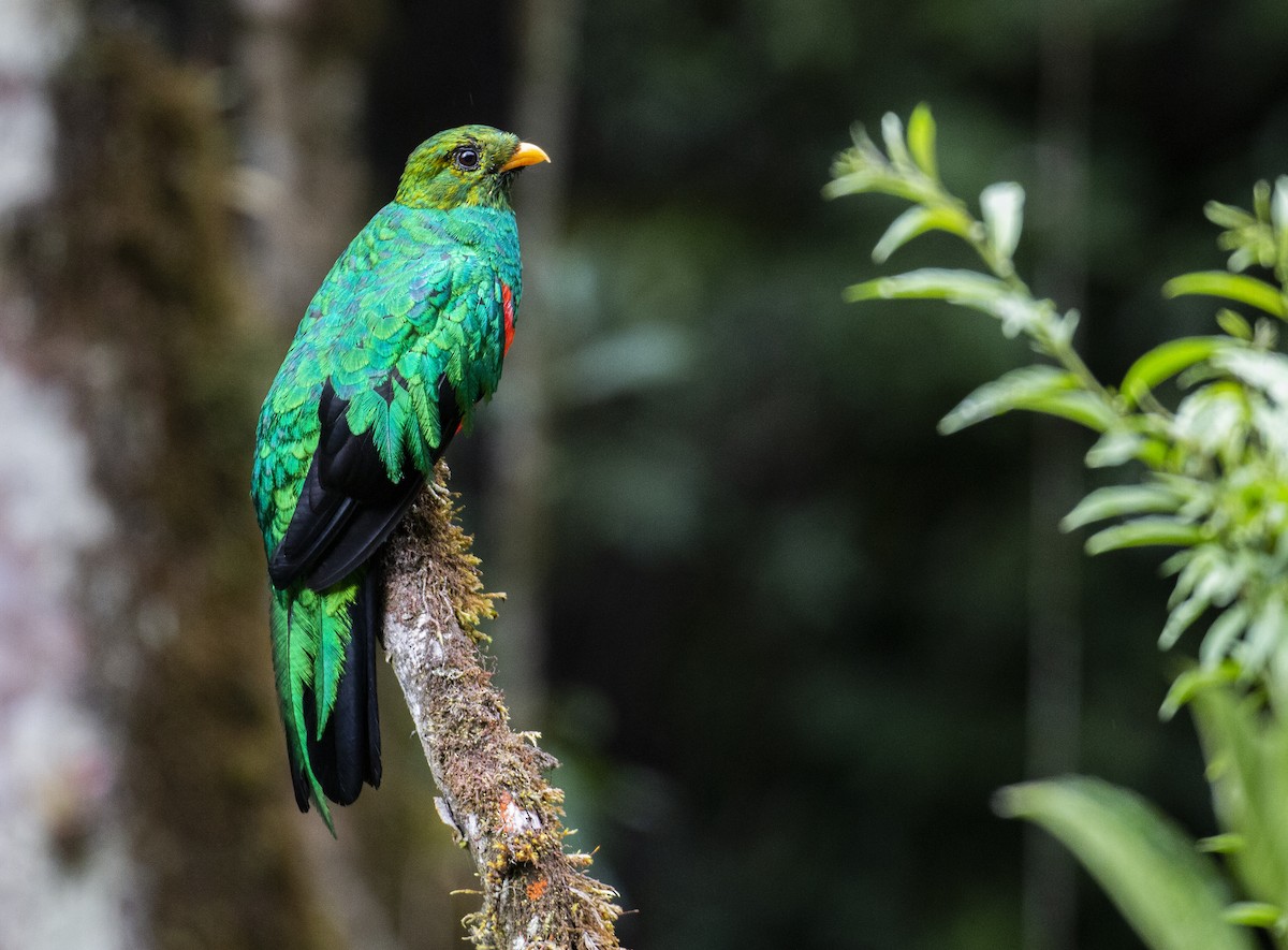 Golden-headed Quetzal - ML138452611