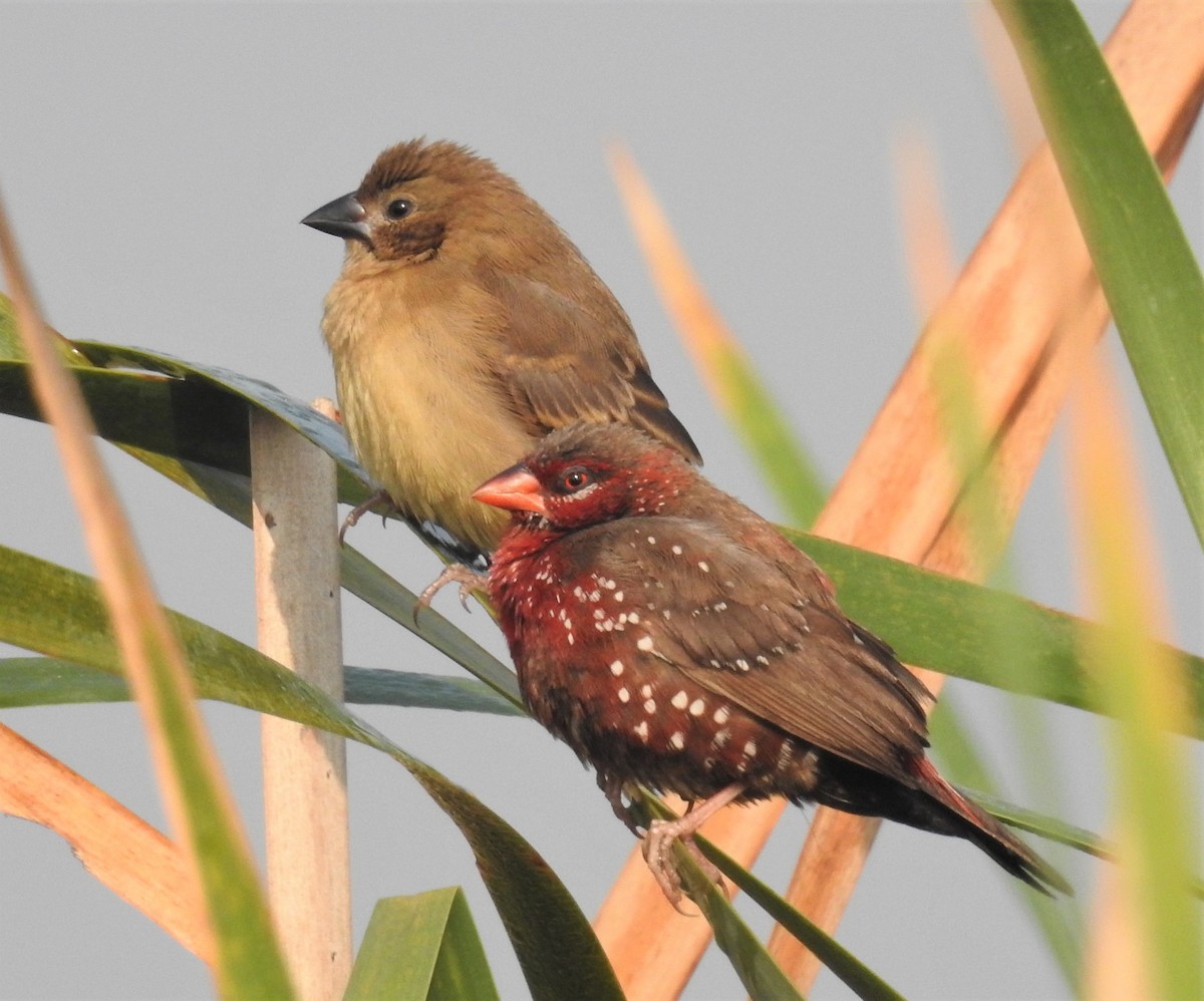 Red Avadavat - ML138452781