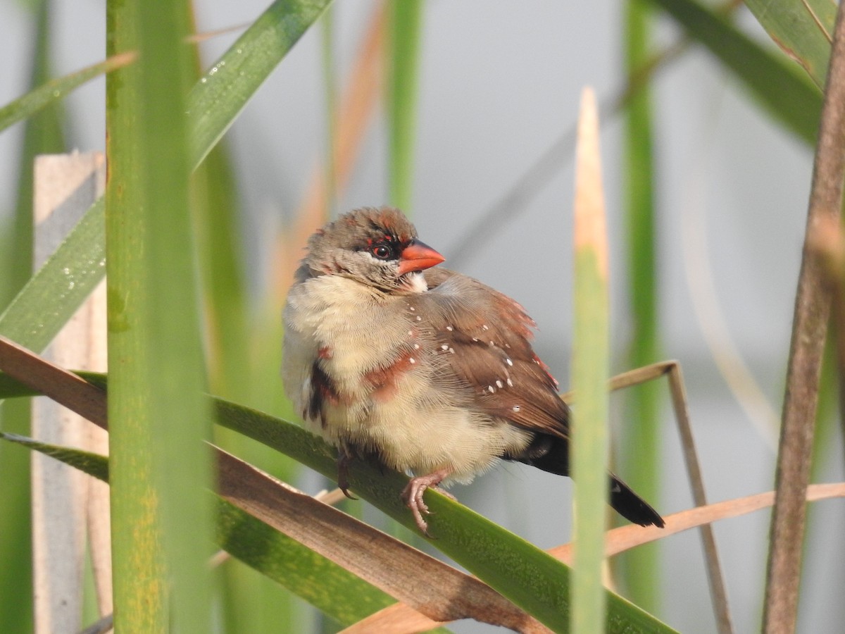 Red Avadavat - ML138452881