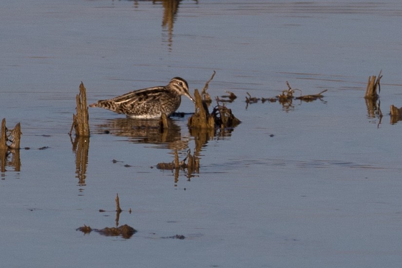 Common Snipe - ML138452971