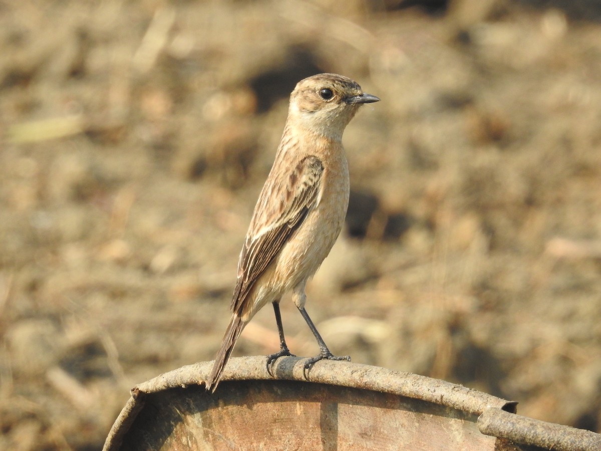 Siberian Stonechat - ML138453011