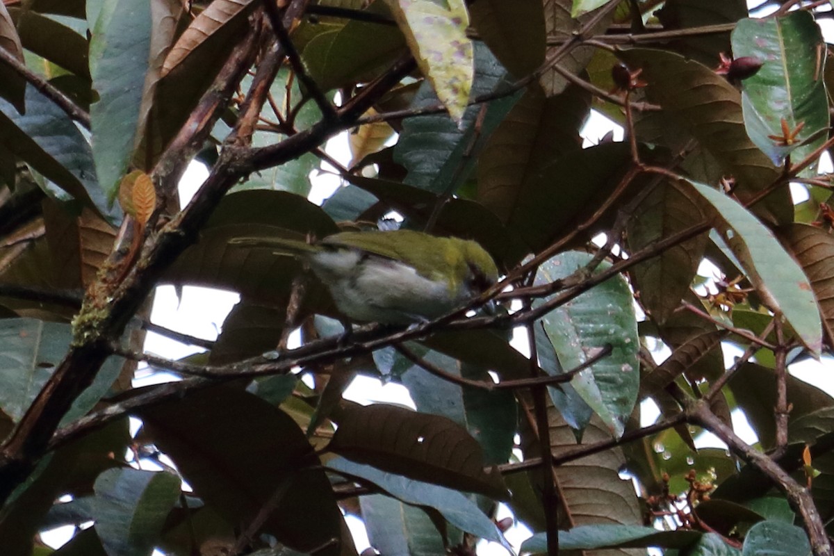 Saffron-crowned Tanager - Alta Tanner