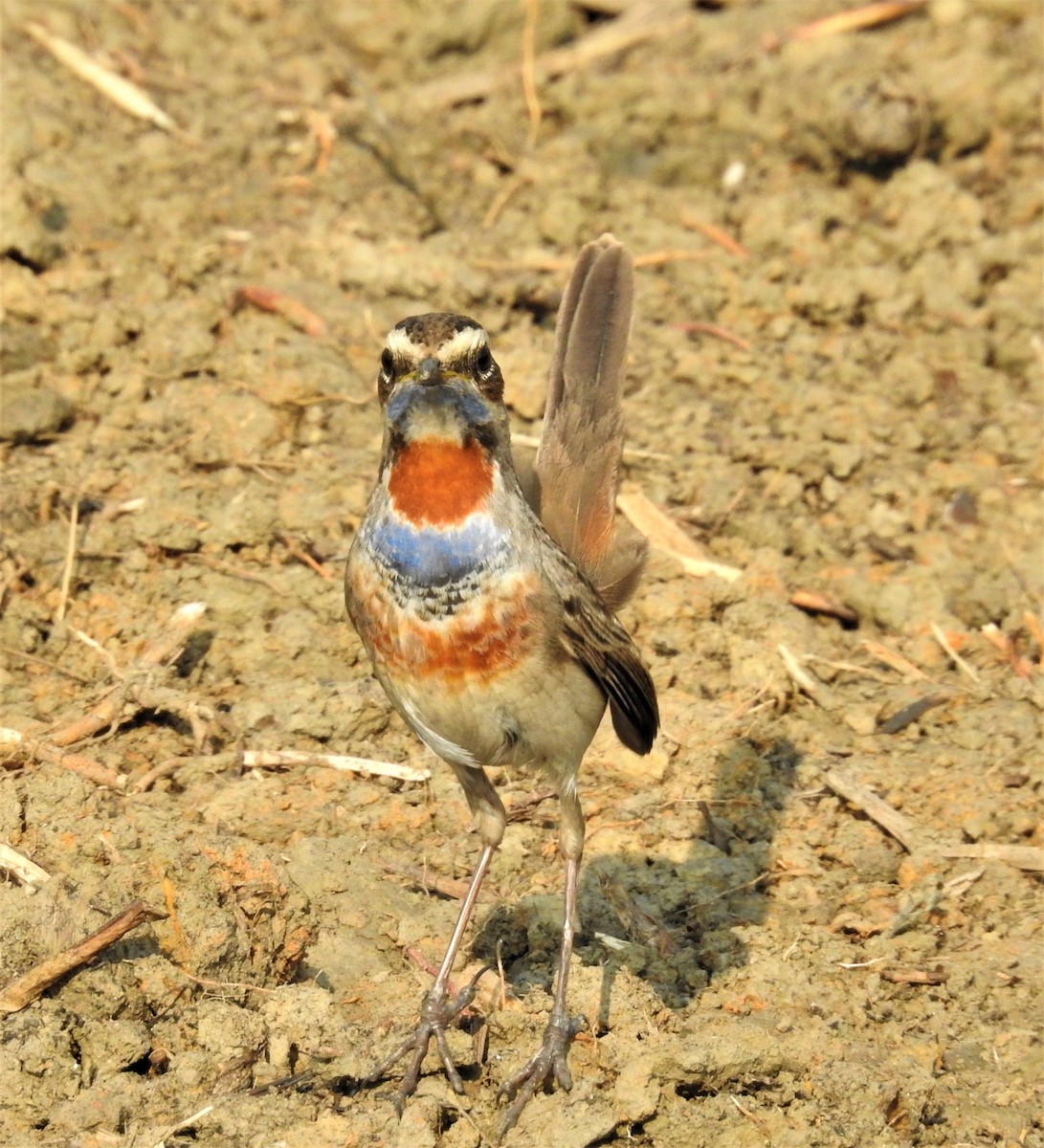 Bluethroat - ML138453211