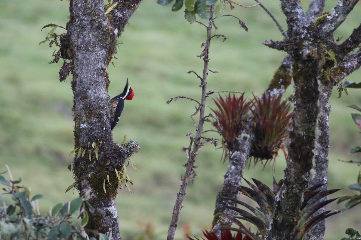 Powerful Woodpecker - ML138453521