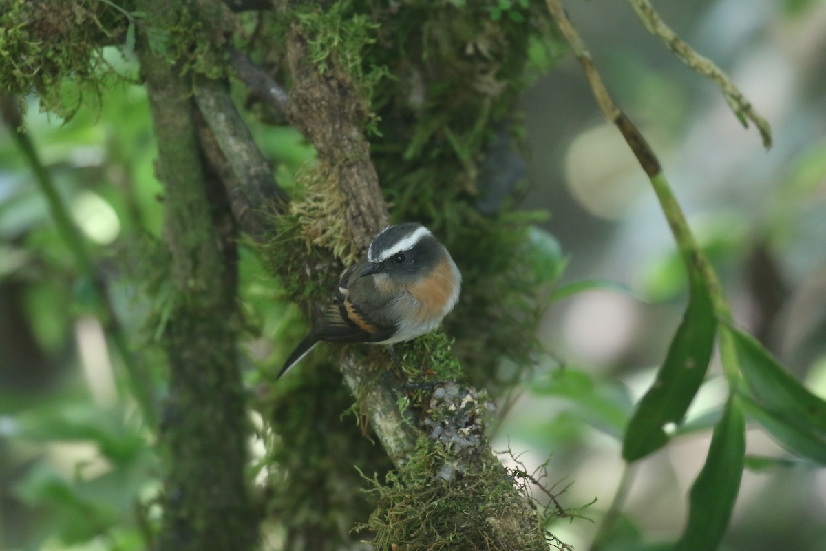 Rufous-breasted Chat-Tyrant - ML138453681