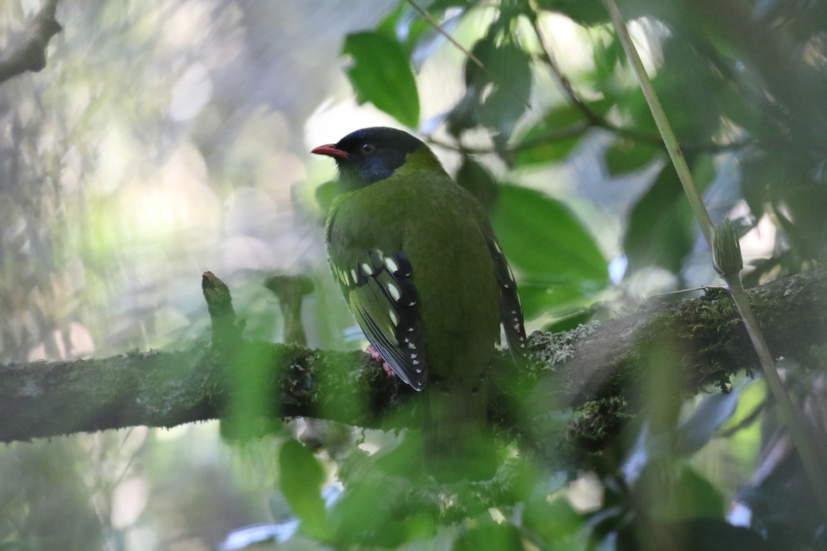 Barred Fruiteater - ML138453711