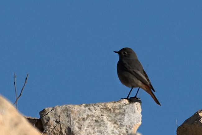 Black Redstart - ML138453931