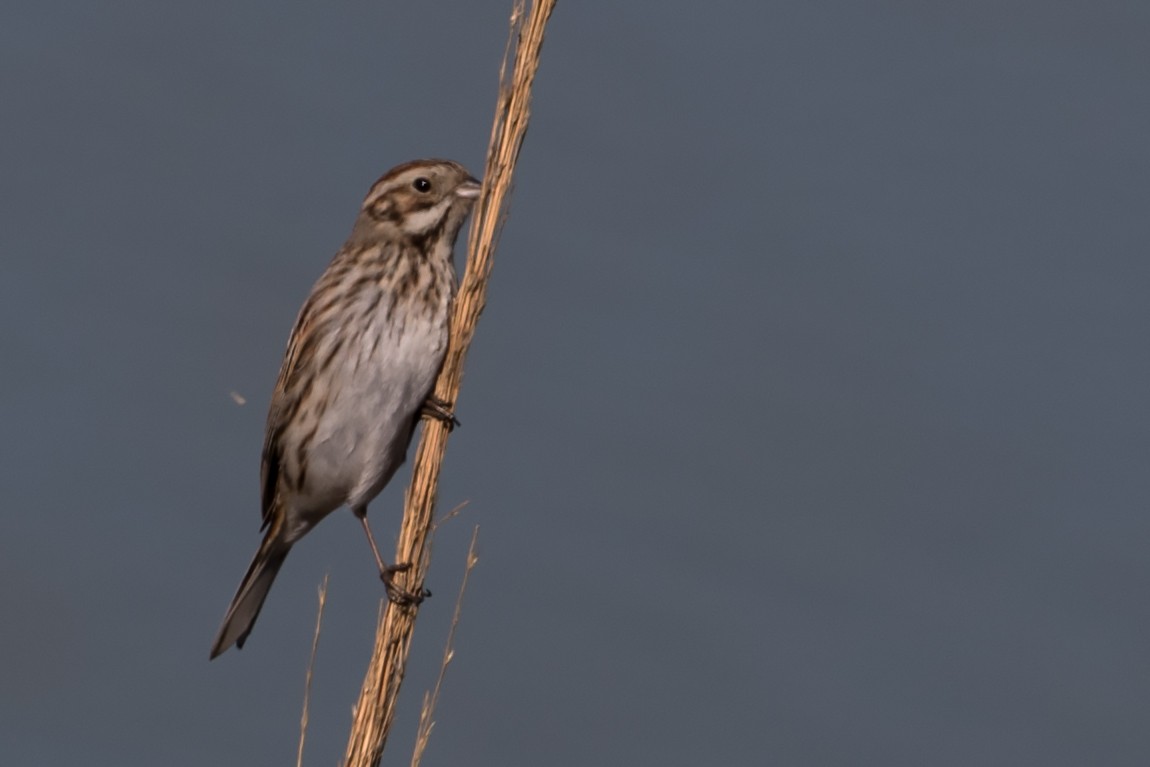 Reed Bunting - ML138454391