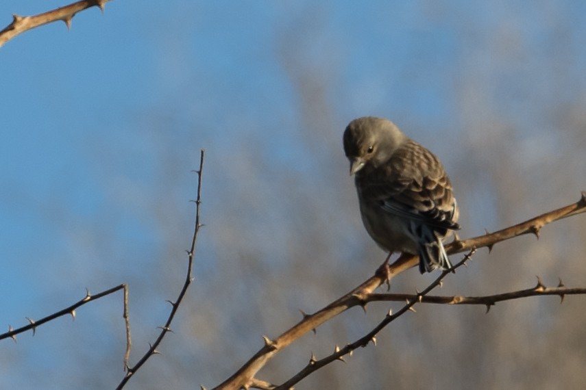 Eurasian Linnet - ML138454421