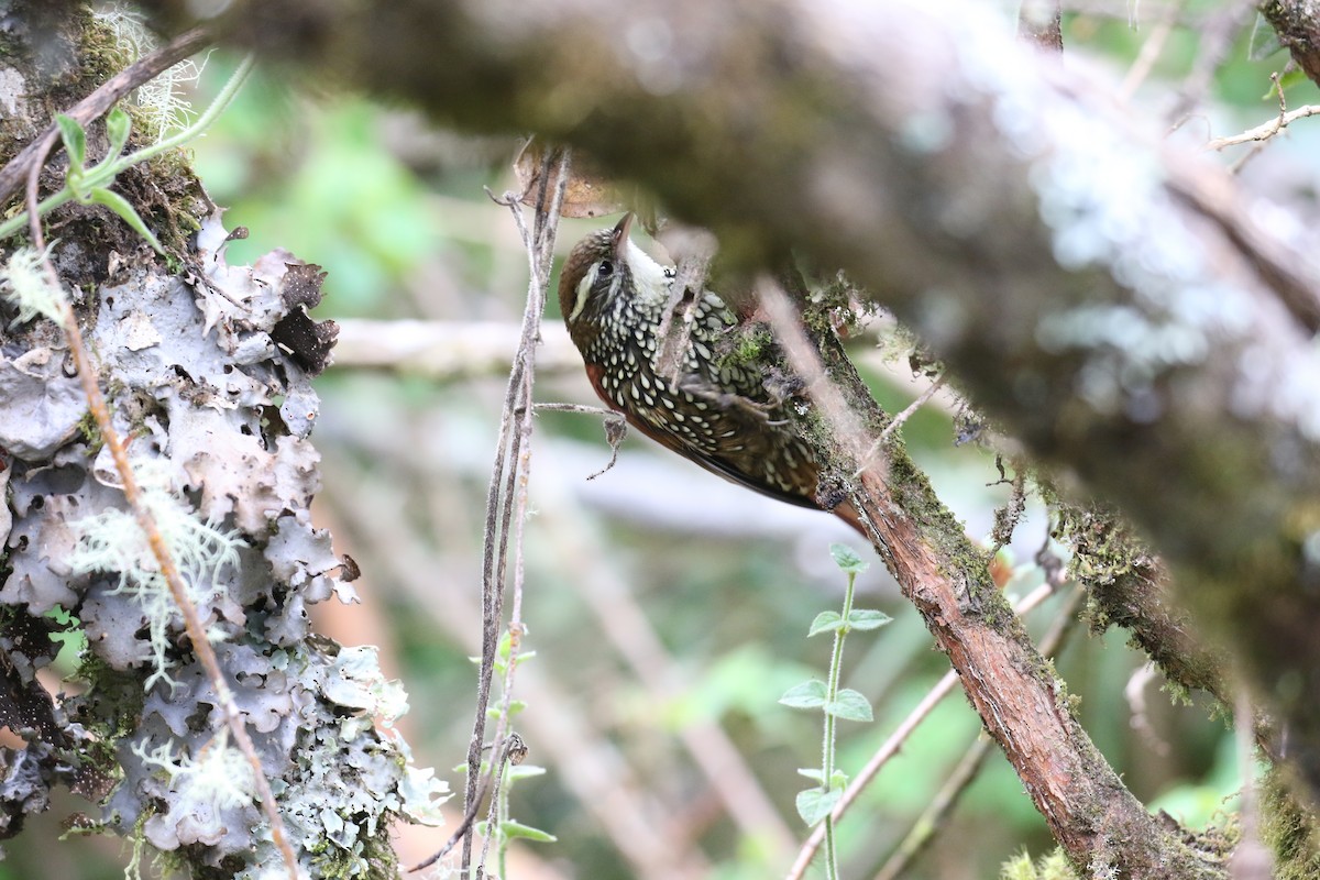 Pearled Treerunner - Fabrice Schmitt