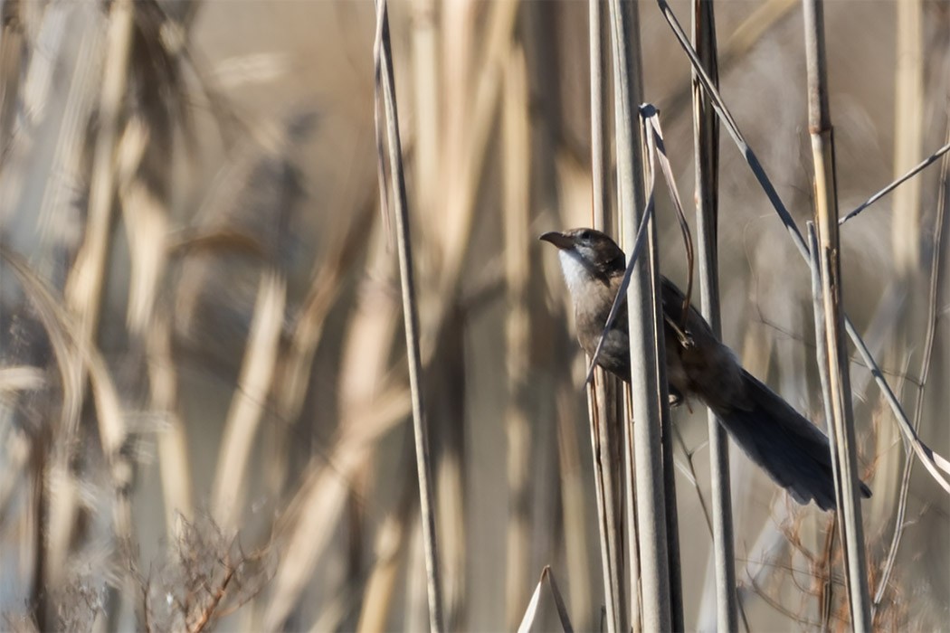 Iraq Babbler - ML138454511