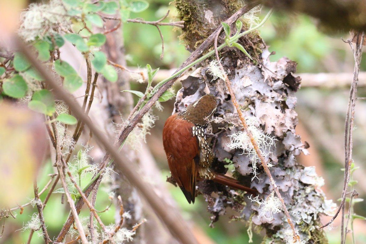 Pearled Treerunner - Fabrice Schmitt