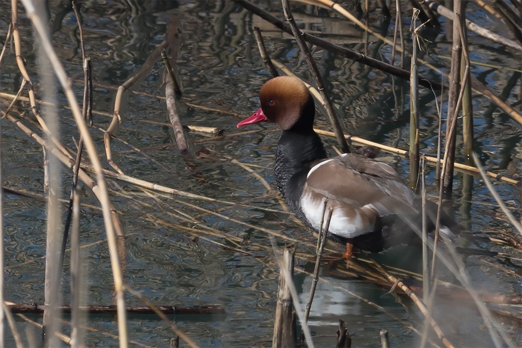 Red-crested Pochard - ML138454611