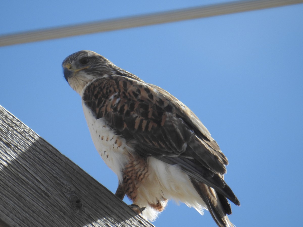 Ferruginous Hawk - ML138454731