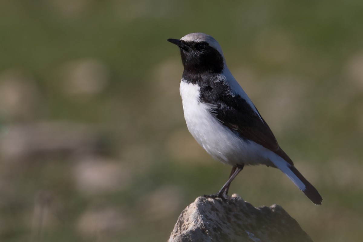 Finsch's Wheatear - ML138454781