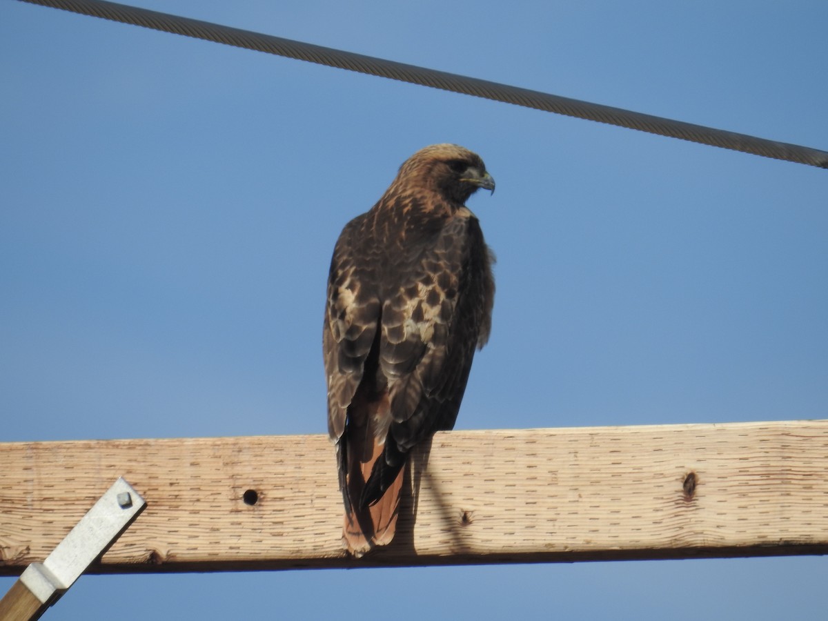 Red-tailed Hawk - ML138455021