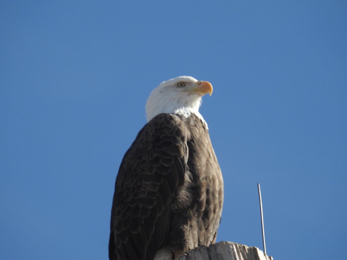 Bald Eagle - Brett Fay