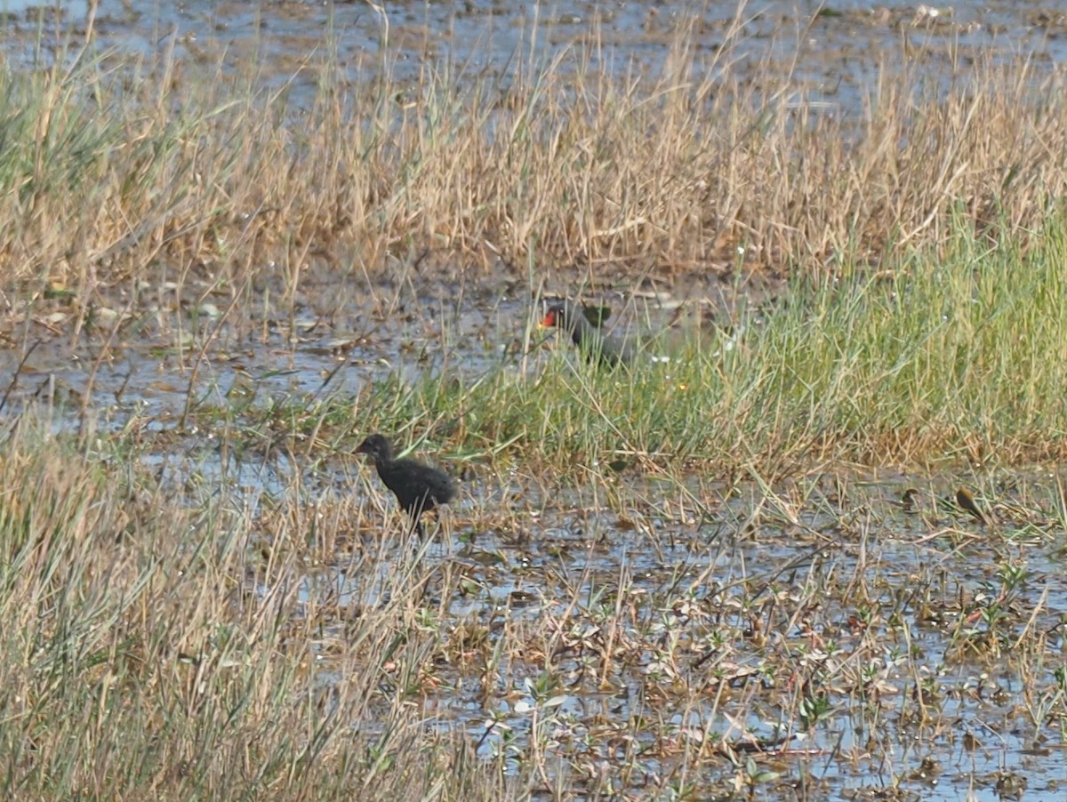 Eurasian Moorhen - ML138455511